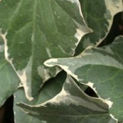 Hedera algeriensis 'Gloire de Marengo'