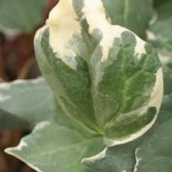 Hedera algeriensis 'Gloire de Marengo'