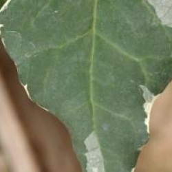 Hedera algeriensis 'Gloire de Marengo'