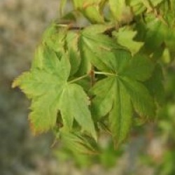 Acer palmatum 'Kashima'