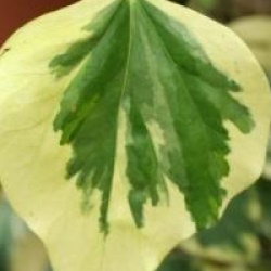 Hedera colchica 'Dentata Variegata' - Lierre de Colchide panach�