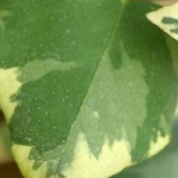 Hedera colchica 'Dentata Variegata'