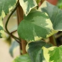 Hedera colchica 'Dentata Variegata'