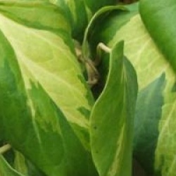 Hedera colchica 'Sulphur Heart'