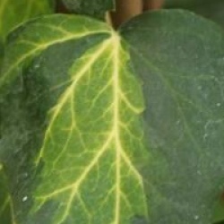 Hedera colchica 'Sulphur Heart'