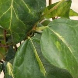 Hedera colchica 'Sulphur Heart'