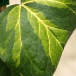 Hedera colchica 'Sulphur Heart'