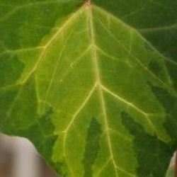 Hedera colchica 'Sulphur Heart'