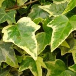 Hedera helix 'Glacier'