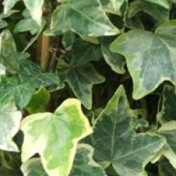 Hedera helix 'Glacier'
