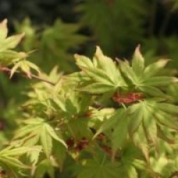 Acer palmatum 'Kashima'