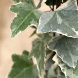 Hedera helix 'Glacier'