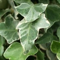 Hedera helix 'Glacier'