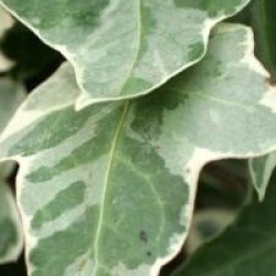 Hedera helix 'Glacier'
