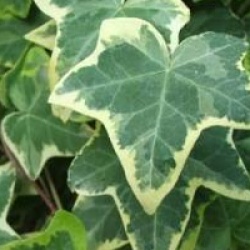 Hedera helix 'Goldchild'