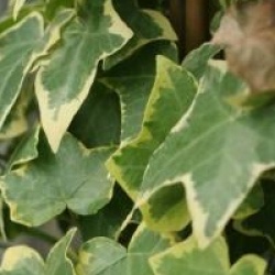Hedera helix 'Goldchild'
