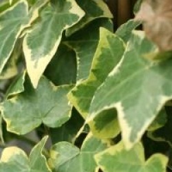 Hedera helix 'Goldchild'