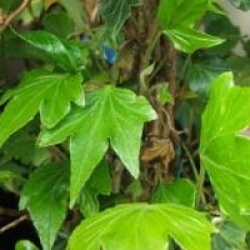 Hedera helix 'Green Ripple' - Lierre Green Ripple