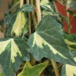 Hedera helix 'Oro Di Bogliasco' - Lierre Goldheart