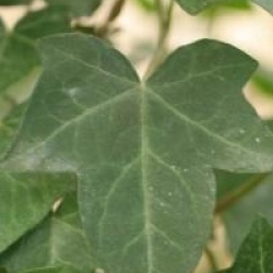Hedera hibernica