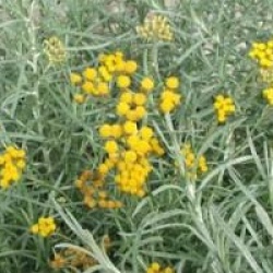 Helichrysum italicum subsp. serotinum