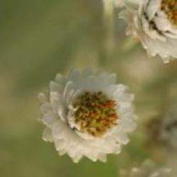 Helichrysum thianschanicum - Immortelle du Tian-shan