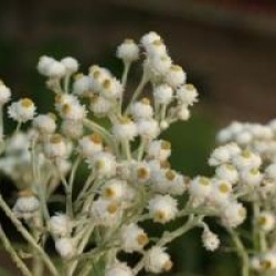 Helichrysum thianschanicum