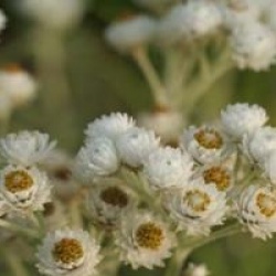 Helichrysum thianschanicum