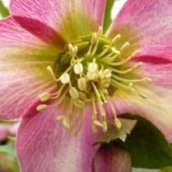 Helleborus orientalis - Hell�bore orientale