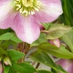 Helleborus orientalis
