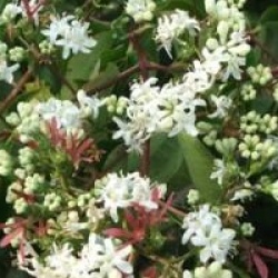 Heptacodium miconioides 