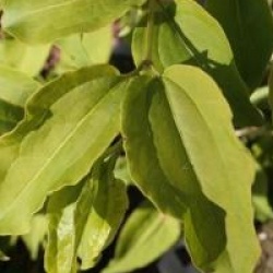 Heptacodium miconioides 