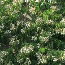 Heptacodium miconioides 