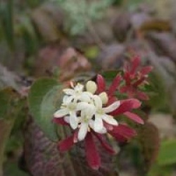 Heptacodium miconioides 