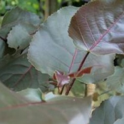 Populus deltoides 'Purple Tower'