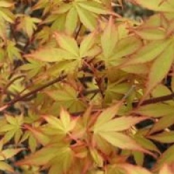 Acer palmatum 'Katsura' - �rable du Japon Katsura