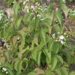 Heptacodium miconioides 