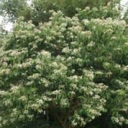 Heptacodium miconioides 