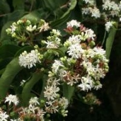 Heptacodium miconioides 