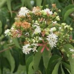 Heptacodium miconioides 