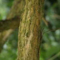 Heptacodium miconioides 