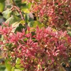 Heptacodium miconioides 