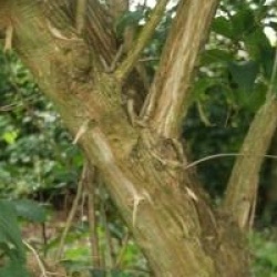 Heptacodium miconioides 