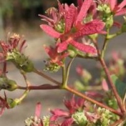 Heptacodium miconioides 