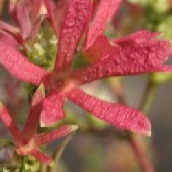Heptacodium miconioides 