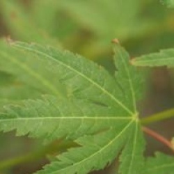 Acer palmatum 'Katsura'