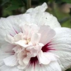 Hibiscus syriacus China Chiffon � 'Bricutts' cov'