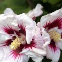 Hibiscus syriacus 'H�l�ne'