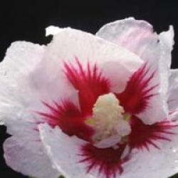 Hibiscus syriacus 'H�l�ne'