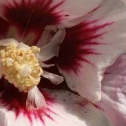 Hibiscus syriacus 'H�l�ne'